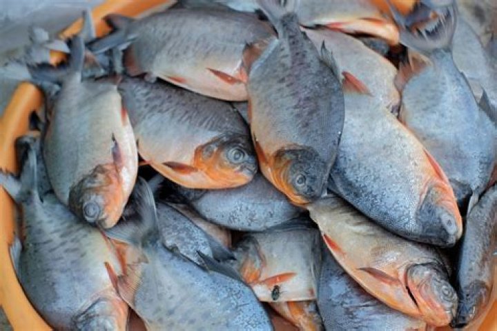 3 Cara Bedakan Ikan Bawal Air Laut dan Air Tawar, Amati Warnanya