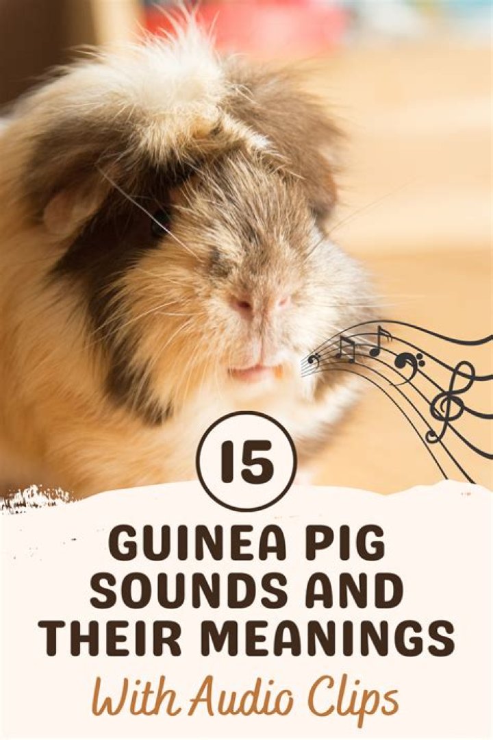 8 strange sounds your guinea pig makes and what they mean - YP