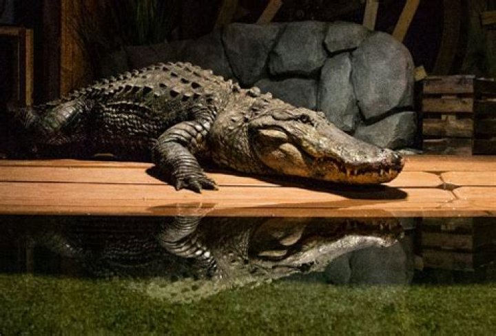 800-pound alligator arrives at Odysea in the Desert
