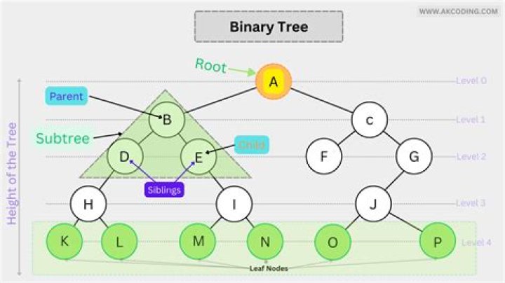 A Beginner's Guide to Binary Trees