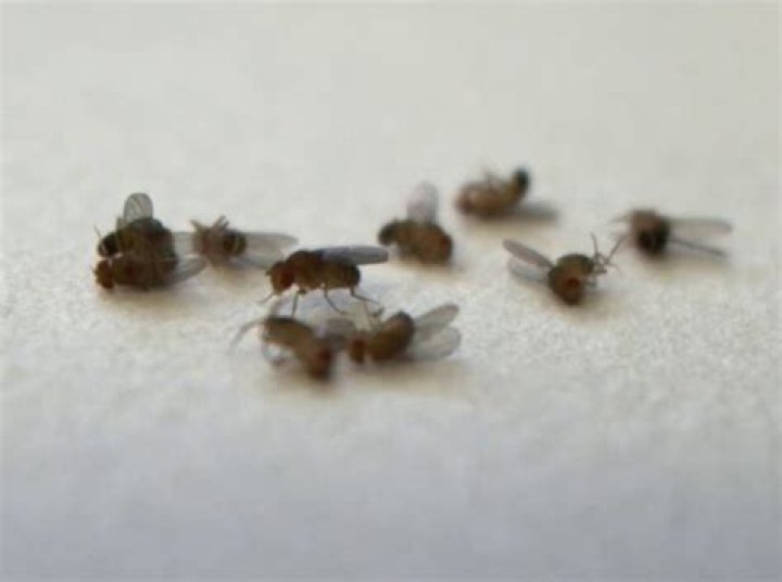 	‘Accumulation of dead flies on food’: Two South Florida restaurants temporarily ordered shut	