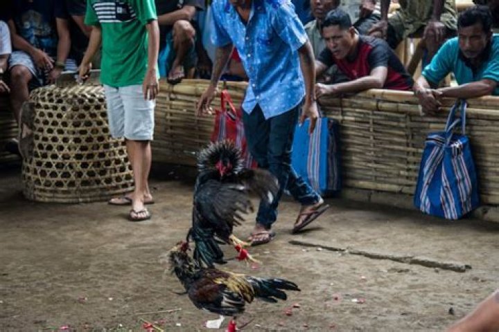 Active Bali volcano no deterrent to deadly cockfighting matches in Mount Agung’s shadow