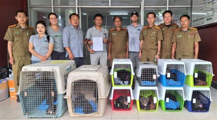 Activists rescue 16 moon bear cubs from Laos house: ‘they were everywhere’