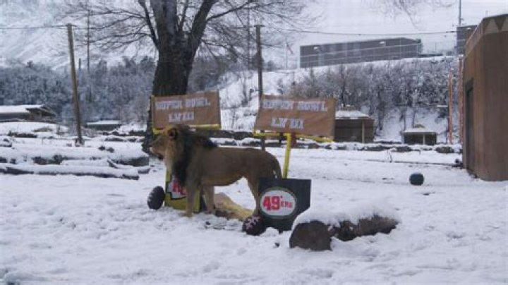 African lion at Hogle Zoo makes Super Bowl prediction
