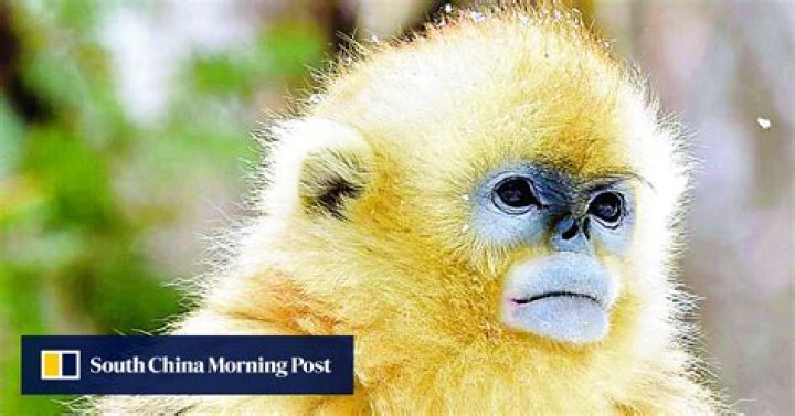 After uproar in China, rare animals to remain off the menu