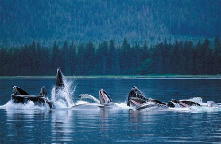 	ALASKA’S REMOTE FREDERICK SOUND LOVED BY WHALES, WATCHERS	