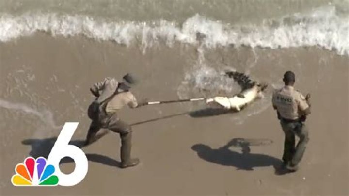 	Alligator captured near South Beach	