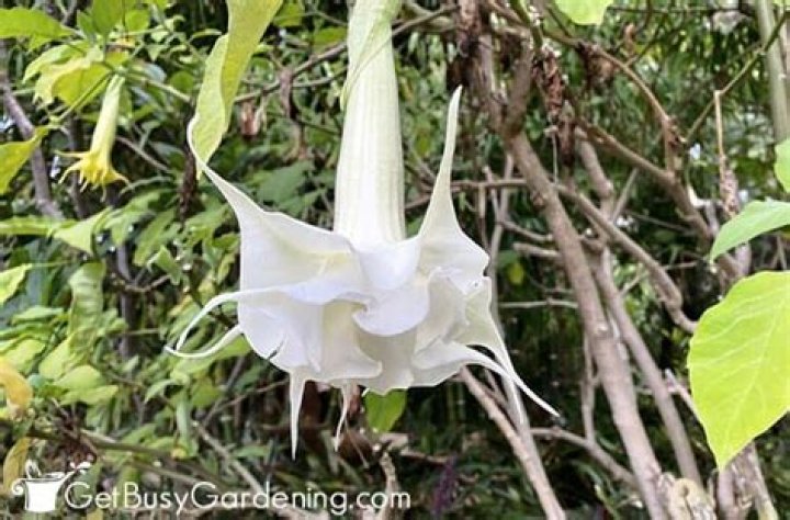 	ANGEL’S TRUMPET EASY TO GROW, HARD TO MAINTAIN	