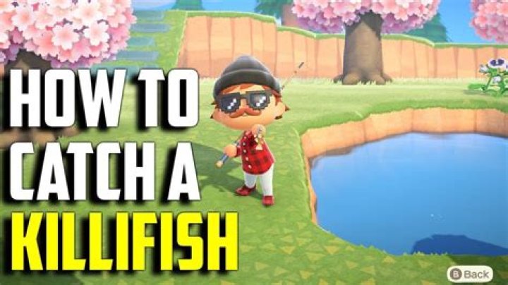 Animal Crossing New Horizons: How to Catch Killifish