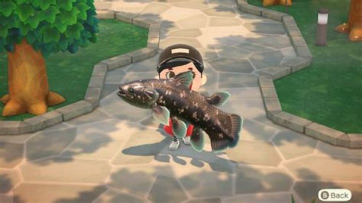 Animal Crossing New Horizons: How to Get the Coelacanth