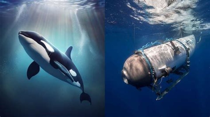 Are the orca killer whales responsible for the missing submarine? Social media conspiracy theory debunked