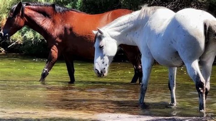 Arizona forest refuses offer from group to help control wild horse population. Here’s the reason why