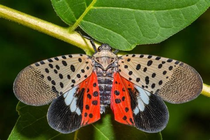 As spotted lanternfly threat spreads, PSU researchers trying to identify natural predators
