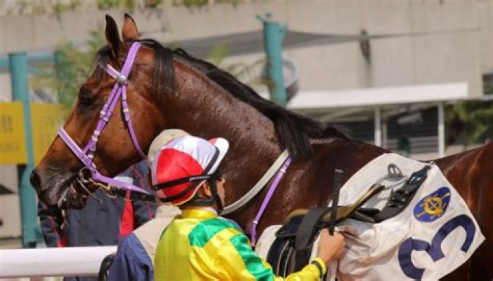 Balls and all: why Hong Kong horses are mostly geldings | HK Racing
