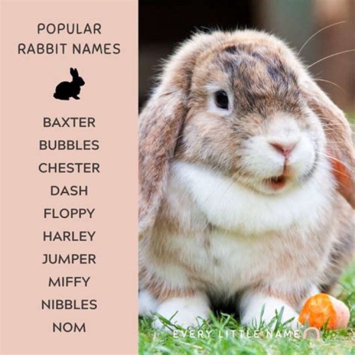 Best Name For Rabbit: A Comprehensive Guide For Choosing The Perfect Name