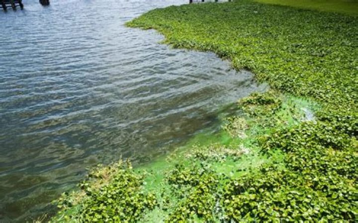 	Big mission awaits Florida’s new Blue Green Algae Task Force. Can the team fix state’s fouled waters?	