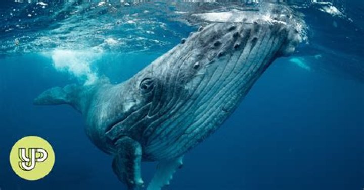 Blue whales found to swallow 10 million microplastic pieces daily - YP