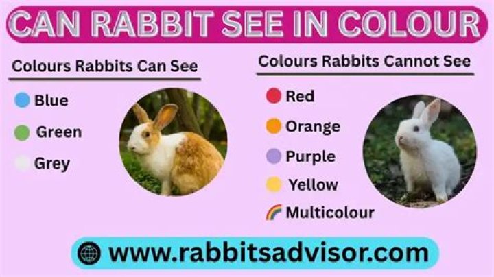 Can Rabbits See Colors? Vet Approved Facts & Info | PangoVet
