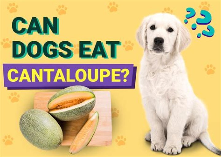 Can Rats Eat Cantaloupe? What You Need to Know | PangoVet