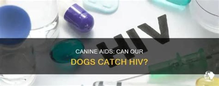 	CANINE AIDS DRUG ARREST	