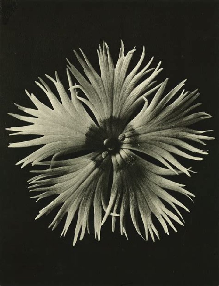 Capturing Nature’s Beauty: A Journey Through Daisy Blooms Photos
