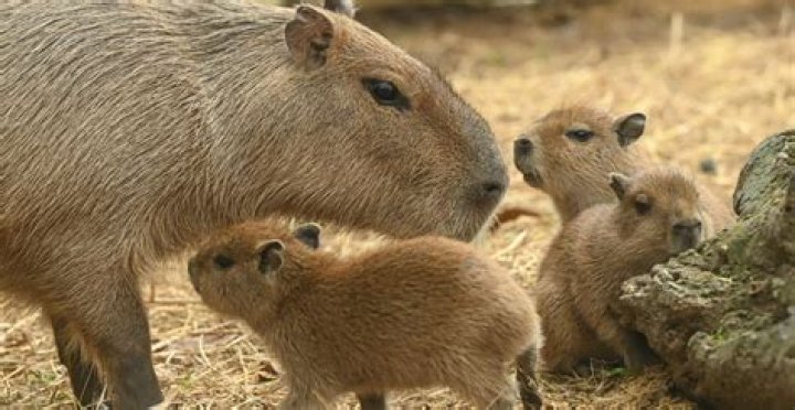 Capybara audio and memes are taking over TikTok