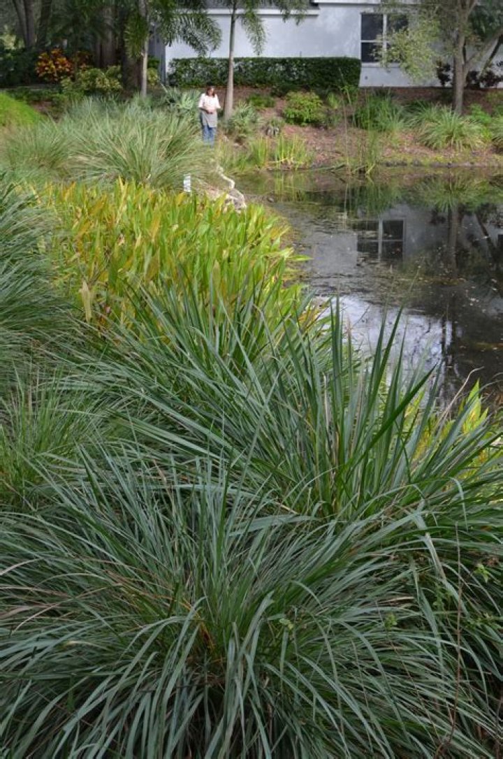 	Caring for winter annuals, fakahatchee grass and jatropha	