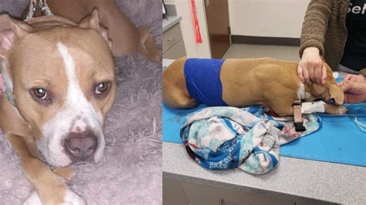 Chandler dog, Tawny, killed by unknown suspect