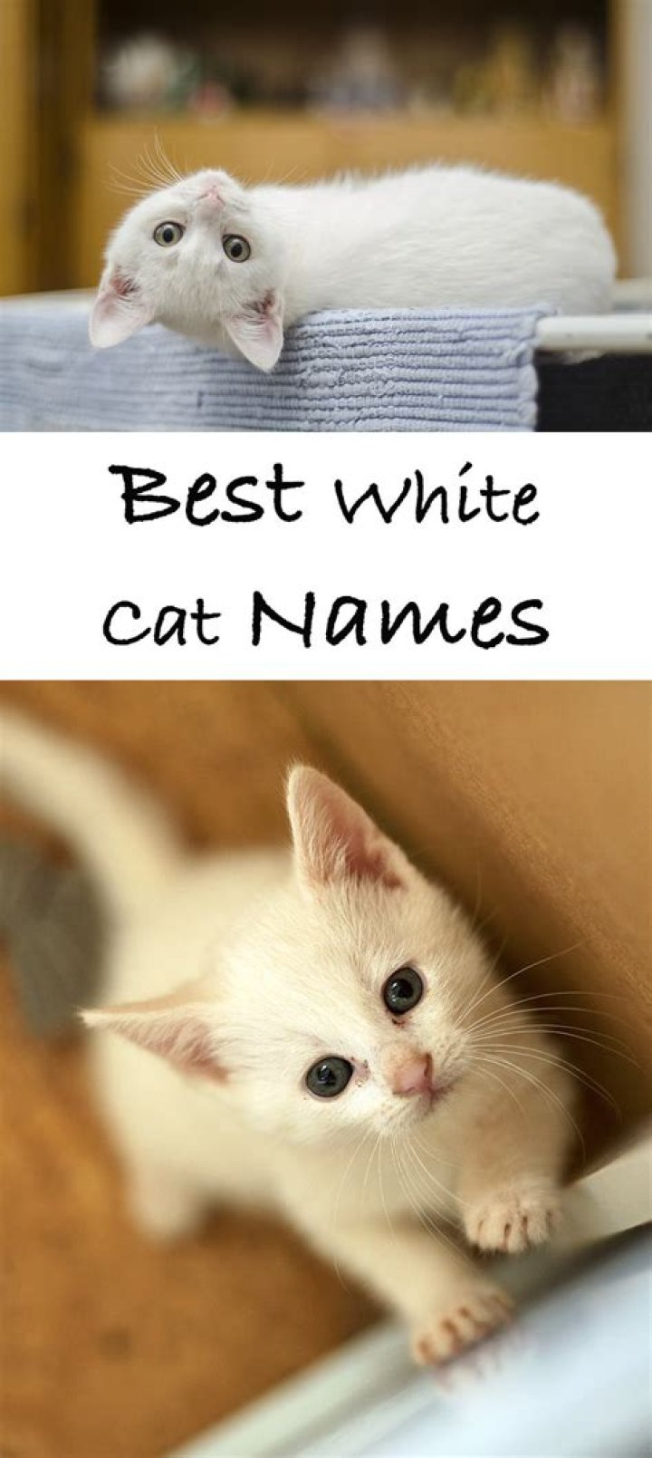 Charming Cat Names For White Cats: A Guide To Finding The Perfect Name