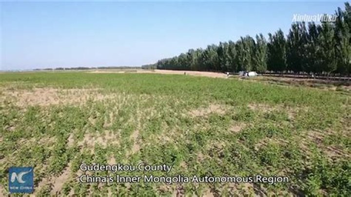 China successfully grows high-protein mulberry trees in its eighth largest desert - Xinhua