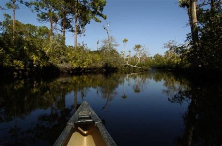 
Commentary |	Florida should do more to protect its mangroves | Opinion	