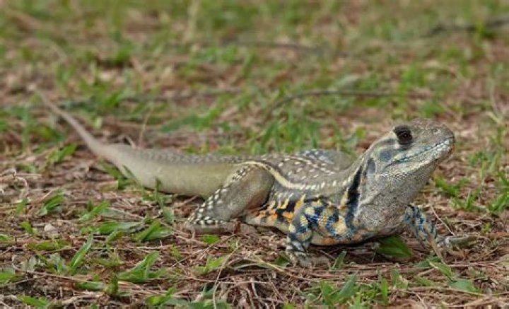 	Common lizards in Florida gardens	