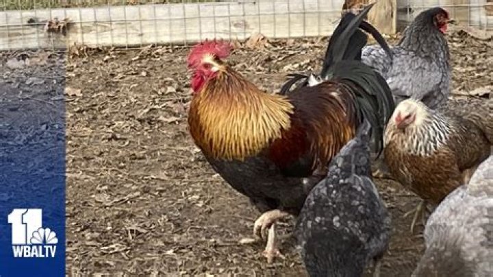 	COUPLE FINED OVER NOISY ROOSTER	