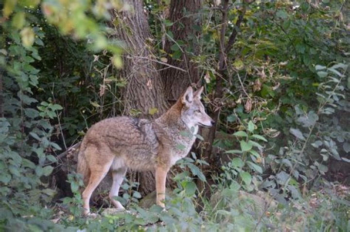 	Coyote population is booming in Florida. They’ve even been seen on the beach.	