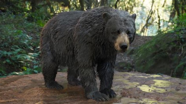 D&D 5E - Black bear: wrong attack bonus?