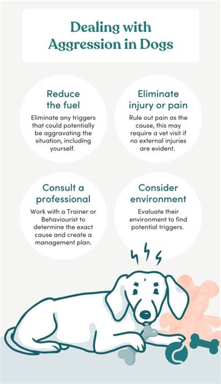 	DEALING WITH AGGRESSIVE DOG	