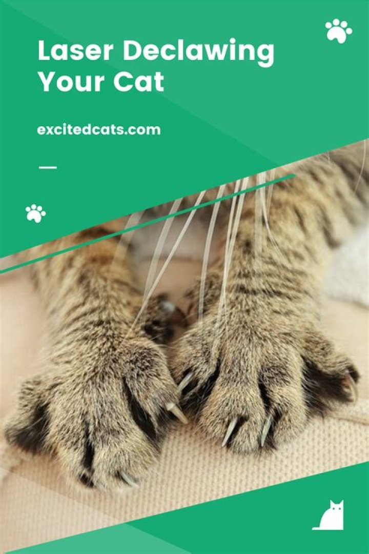 	Declawing your destructive cat may be outlawed in Florida	