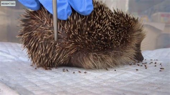 Do Hedgehogs Have Fleas? Health Facts & FAQ | PangoVet