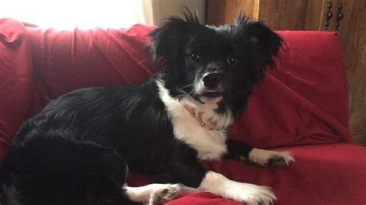 Dog caused PA bear attack, game commission says