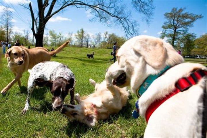 	DOG PARK IN SPRINGS TO GET CLEANUP	
