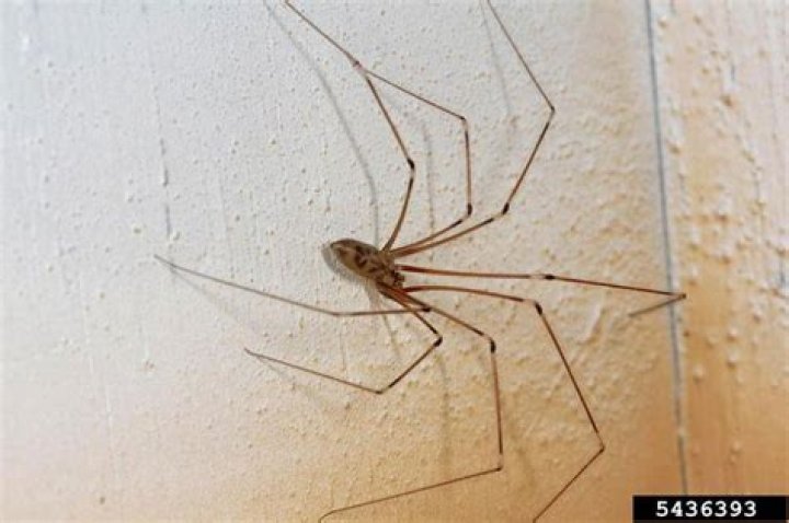 Don't be spooked if spiders creep indoors this fall, experts say