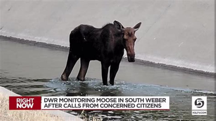 DWR says it is aware and watching loitering moose in South Weber