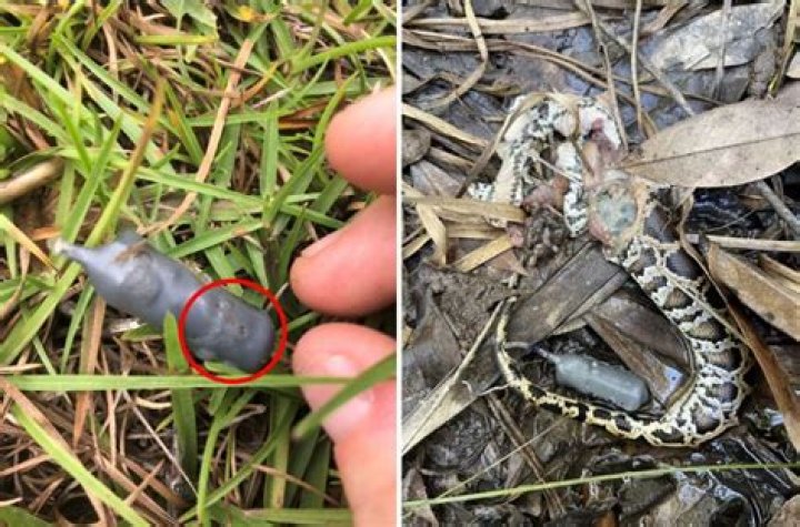 
Environment |	Pythons become the prey: Florida predators are fighting back against the snakes	