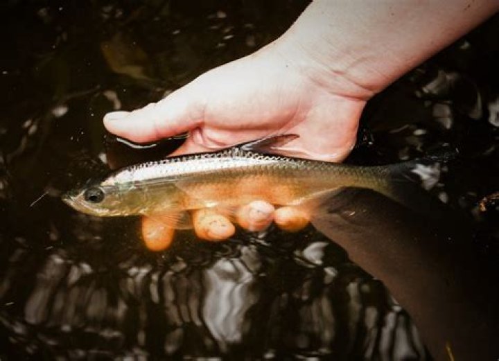 
Environment |	The silver lining to storm surge: How some baby fish ride out hurricanes to success	