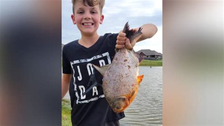 Exotic fish with human-like teeth reeled in by 11-year-old Oklahoma boy