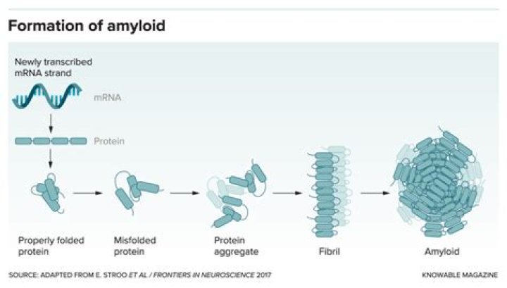 Explaining the amyloid research study controversy