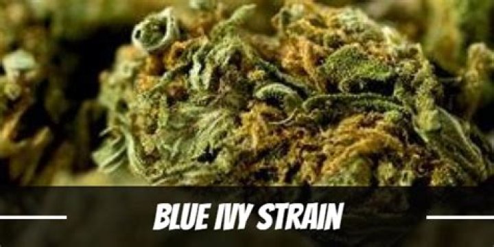 Exploring The Blue Ivy Strain: A Comprehensive Guide