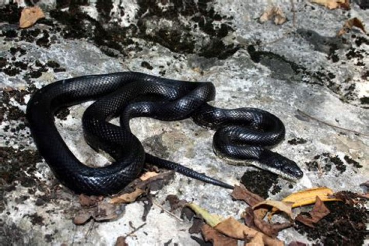 Exploring The Fascinating World Of Snakes In Kenya