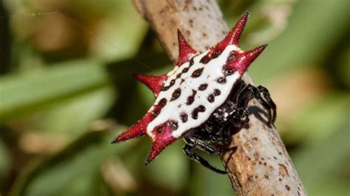	Fairchild’s Tropical Garden Column: Understand garden spiders; don’t kill them	
