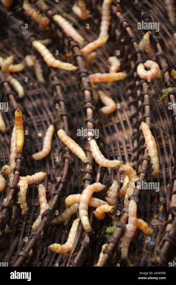 Feature: Cuba makes strides in breeding silkworms - Xinhua